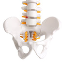 Lifesize Human Vertebral Column Model Spine Anatomy Model Vertebrae Skeleton Nerves Medical Model