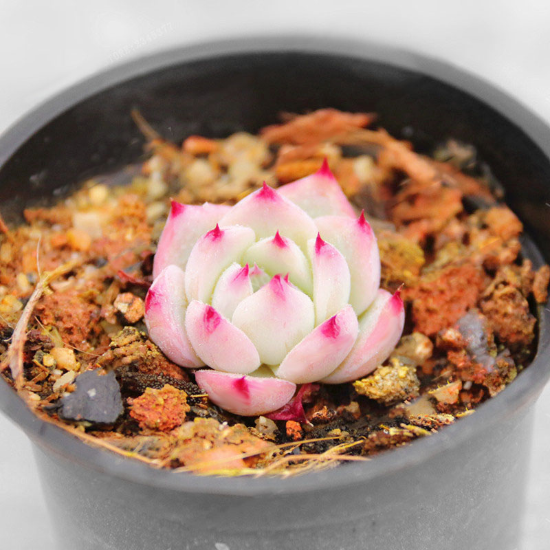 Egrow 100Pcs/Pack Echeveria Succulents Lithops Seeds Home Garden Bonsai Flower Seeds Planting