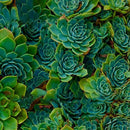 Egrow 100Pcs/Pack Mini Succulent Plants Seeds Garden Balcony Indoor Decor Bonsai Seeds
