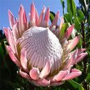 Egrow 50 Pcs/Pack Protea Seeds Rare Protea Cynaroides Bonsai Easy Planting Rare Bonsai Flower Bonsai Rare Flower