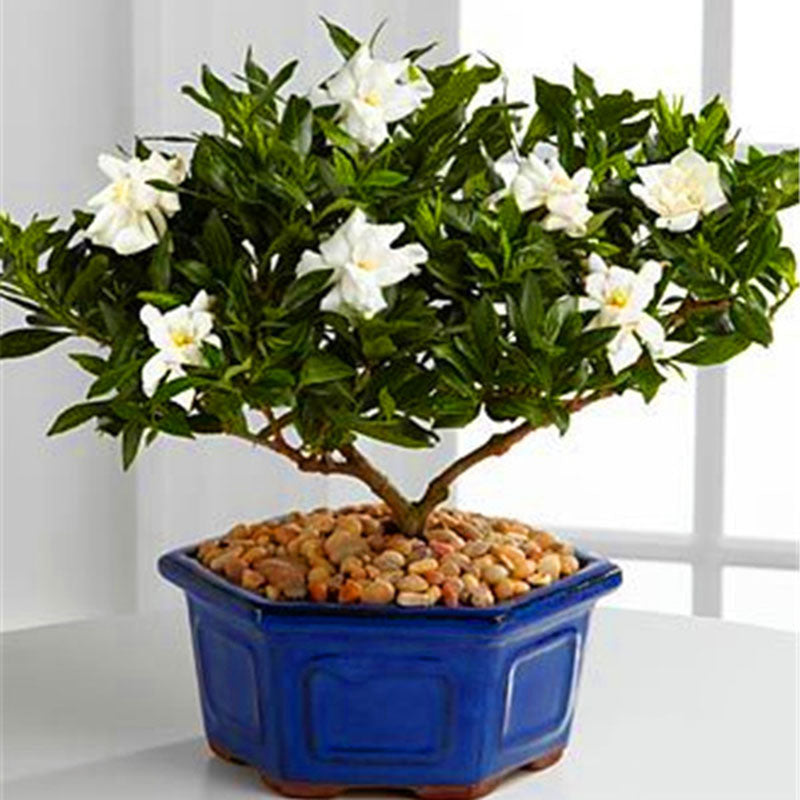 Egrow 100Pcs/Pack Gardenia Seeds DIY Home Garden Potted Bonsai Amazing Smell & Beautiful Flowers Plant for Room
