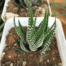 Egrow 100Pcs/Bag Haworthia Fasciata Seeds Aloe Vera Seeds Succulent Plant Seed Flower Bonsai