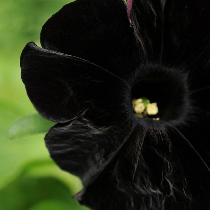 Egrow 100Pcs Black Petunia Seeds Rare Bonsai Flower Seeds Annual Bonsai Petunia