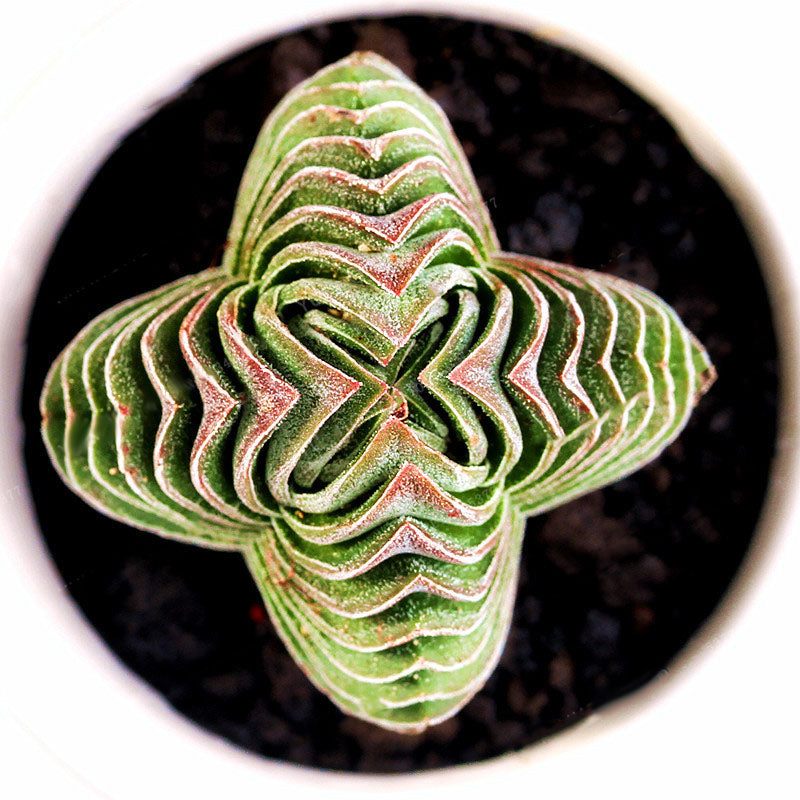 Egrow 100Pcs/Pack Succulent Lithops Plants Seeds Echeveria Succulents Flower Indoor Plant For Home Grden