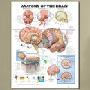 60x80cm Anatomy Of The Brain Poster Anatomical Silk Cloth Chart Human Body Midcal Educational Decor