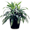 Egrow 10 Pcs/Pack  Dracaena Seeds Sago Cycas Bonsai Balcony Potted Dracaena For Home and Garden Decoartion