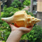 Large 17-20cm Natural Conch Shells Coral Sea Snail Fish Tank Home Ornament Decorations