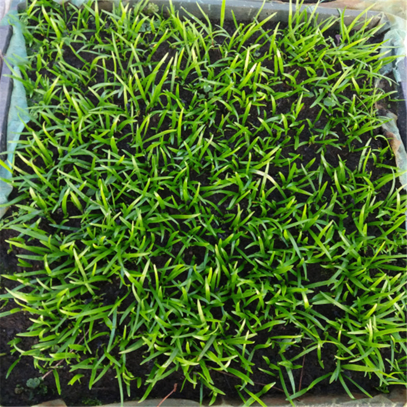 Egrow 30 Pcs/Pack Agapanthus Lily Flower Seeds Agapanthus Africanus Flower Seeds Home Garden Decoration