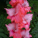Egrow 100 PCS Perennial Gladiolus Flower Seeds  Garden Aerobic Potted Plants Sword Lily Flowers