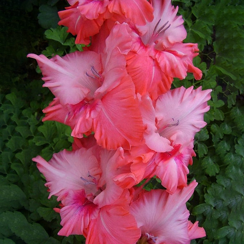 Egrow 100 PCS Perennial Gladiolus Flower Seeds  Garden Aerobic Potted Plants Sword Lily Flowers
