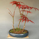 Egrow 10pcs Red Maple Seeds Garden Bonsai Beautiful Indoor Potting Plant