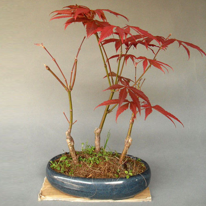 Egrow 10pcs Red Maple Seeds Garden Bonsai Beautiful Indoor Potting Plant