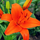 Egrow 100PCS Lily Seeds Plants indoor bonsai perfume lily seeds lily flower seeds For Garden Home