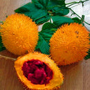 Egrow 10 Pcs/Pack Bitter Melon Seeds Fruit Bonsai Momordica Cochinchinensis Bonsai Spreng Cochinchin Gourd Non-GMO Fruit Plant