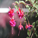 30PCS Chinese Enkianthus Seeds Potted Chinese Enkianthus Flower Garden Ornamental Plants