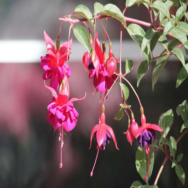 30PCS Chinese Enkianthus Seeds Potted Chinese Enkianthus Flower Garden Ornamental Plants