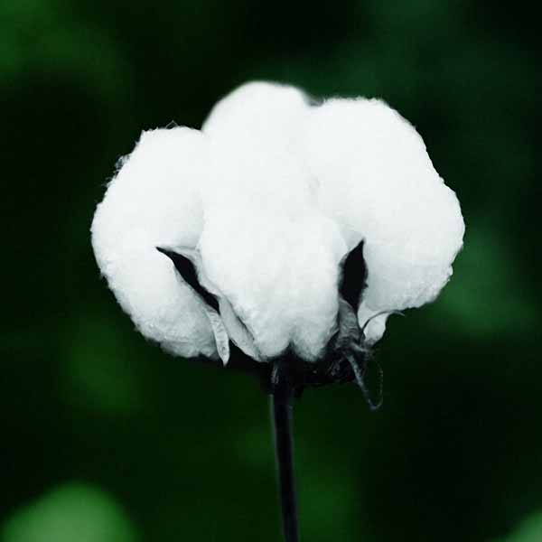 Egrow 50Pcs/Pack White Cotton Seeds Home Garden Farm Crops Plants DIY Bonsai Tree Seeds