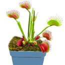 Egrow 100 Pcs/Pack Flycatcher Seeds Giant Clip Venus Flytrap Potted Bonsai