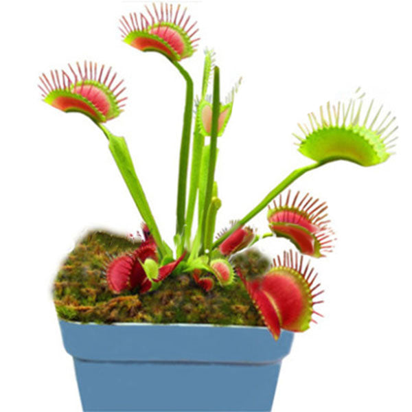 Egrow 100 Pcs/Pack Flycatcher Seeds Giant Clip Venus Flytrap Potted Bonsai