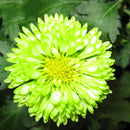 Egrow 100 Pcs/Pack Chrysanthemum Seeds Balcony Potted Rare Green Chrysanthemum Flower Garden Beautiful Potted Plant Bonsai