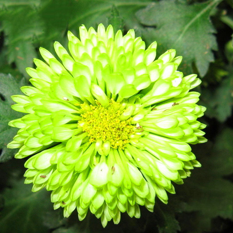 Egrow 100 Pcs/Pack Chrysanthemum Seeds Balcony Potted Rare Green Chrysanthemum Flower Garden Beautiful Potted Plant Bonsai