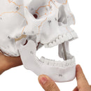 Life Size Human Anatomical Anatomy Head Skeleton Skull Teaching Medical Model Precise
