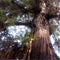 Egrow 60 Pcs/Pack Cryptomeria Fortunei Tree Seeds Cryptomeria Fortunei Tree Plant Cryptomeria Fortunei Arborvitae Grow