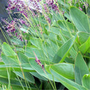 Egrow 50 Pcs/Pack Dealbata Seeds Thalia Dealbata Flower Home Garden Decoration