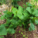 Egrow 30Pcs/Pack Chayote Seeds Natural Delicious Chayote Green Bonsai Rare Organic Vegetables Fruits