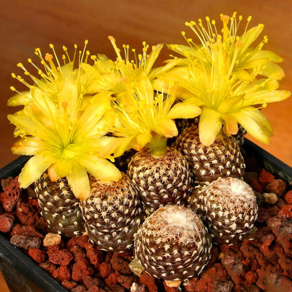 Egrow 100 Pcs/Pack Cacyus Seeds Ball Cactus Garden Rare Succulent Plant Plantas Bonsai Celestial Flower Pot Planters Flores
