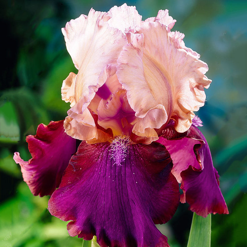 Egrow 100PCS/Bag Iris Orchids Seeds Rare Mixed Iris Bonsai Orchids Indoor Plants Beautiful Home Garden Planting Bonsai