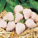 Egrow 100Pcs/Pack White Strawberry Seeds Garden Indoor Bonsai  Organic Fragaria Fruit Seed