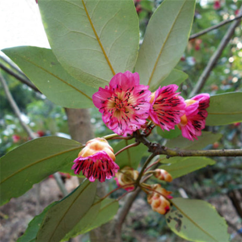 Egrow 30 Pcs/Pack Rhodoleia Championii Tree Seeds Rhodoleia Championii Tree Flower Seeds