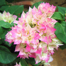 Egrow 100Pcs/Pack Colorful Bougainvillea Flower Seeds Spectabilis Willd Plants Perennial Flower Garden Bonsai Potted Plant