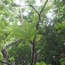 Egrow 30 Pcs/Pack Carpinus Tree Seeds Carpinus Tree Semente Plant Carpinus Turczaninowii Hance