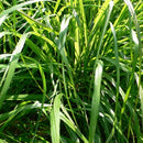 Egrow 30Pcs/Pack Lemon Grass Seeds Home Garden Herb Plants DIY Homemade Essential Oil