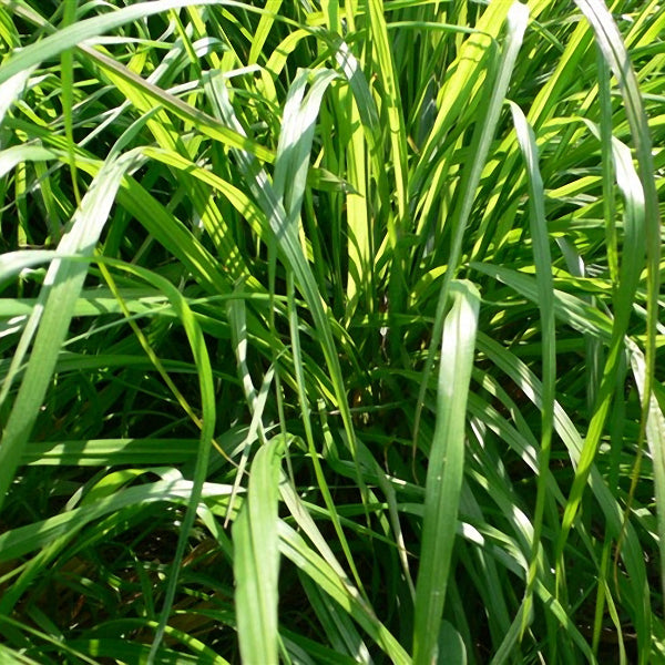 Egrow 30Pcs/Pack Lemon Grass Seeds Home Garden Herb Plants DIY Homemade Essential Oil