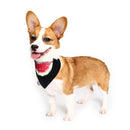 Pet Dog Cotton Personalized Collar Summer Winter Pet Bids Puppy Watermelon Collar