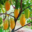 Egrow 50Pcs/Pack Carambola Seeds Garden Sementes Averrhoa Star Fruit Tree Seeds Woody Plants
