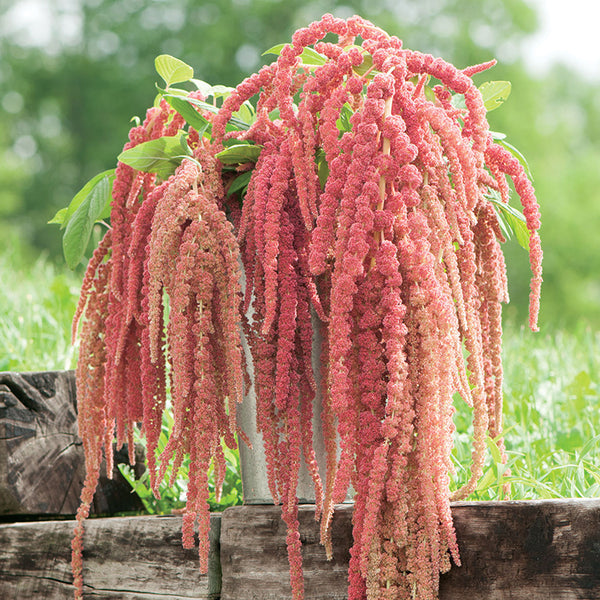 Egrow 200Pcs/Pack Amaranthus Seeds Garden Home Coral Fountain Decoration Plants Flowers Seeds