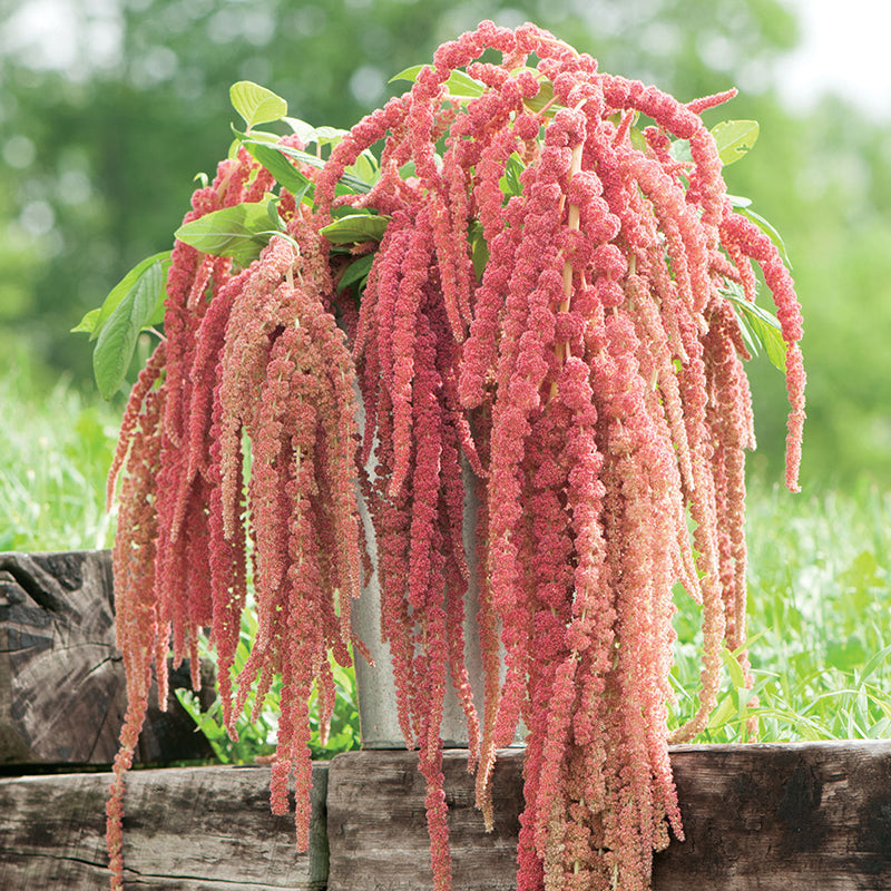 Egrow 200Pcs/Pack Amaranthus Seeds Garden Home Coral Fountain Decoration Plants Flowers Seeds