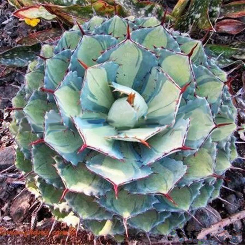 Egrow 100Pcs/Pack Aloe Cacti Agave Seeds Rare Succulent Plants Indoor Planta Agave-Americana Potted Agave Plants For Home Garden