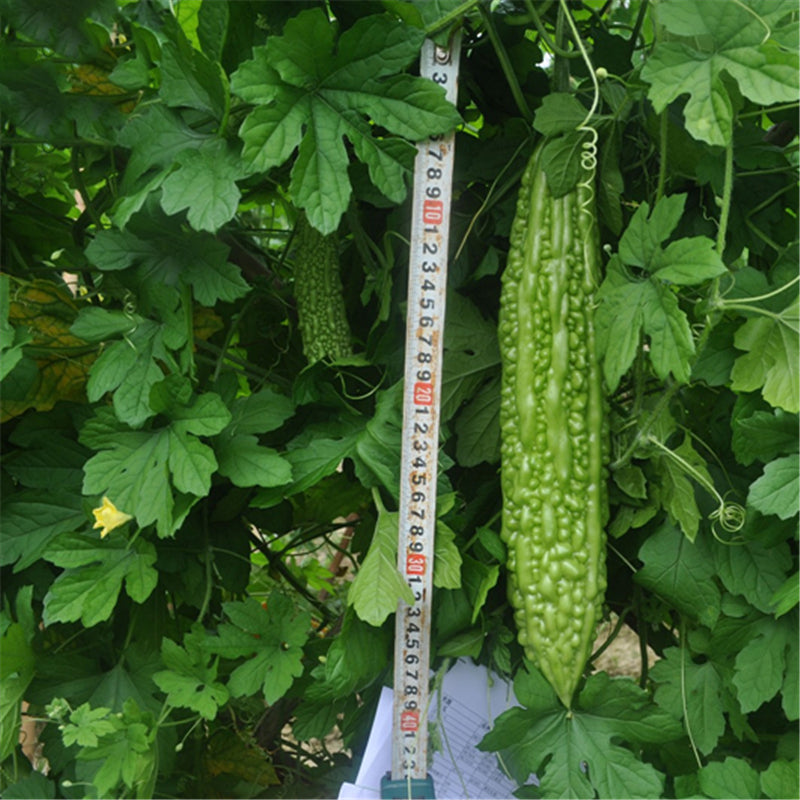 Egrow 20pcs/Bag Bitter Melon Seeds Long Balsam Pear Seeds Summer Terrace Potted Vegetables Seeds