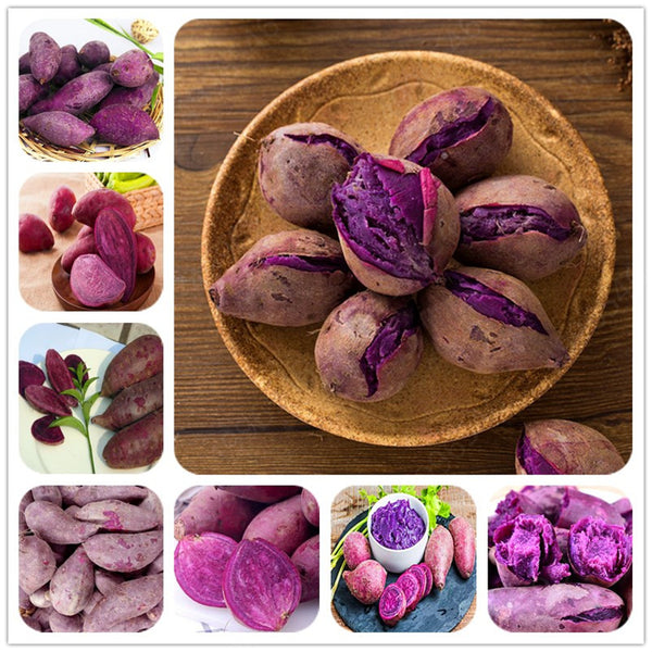 Egrow 100 Pcs/Pack Purple Sweet Potato Seeds Potato Delicious Green Nutrition NO GMO Vegetables Plant Home Garden