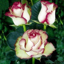 Egrow 100Pcs/Pack Fire & Ice Rose Flower Seeds DIY Home Garden Bonsai Flower Plants