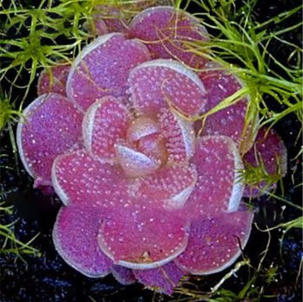 Egrow 100Pcs/Bag Insectivorous Plant Seeds Succulents Dionaea Muscipula Venus Flytrap Bonsai Seed