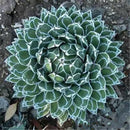 Egrow 100Pcs/Pack Aloe Cacti Agave Seeds Rare Succulent Plants Indoor Planta Agave-Americana Potted Agave Plants For Home Garden