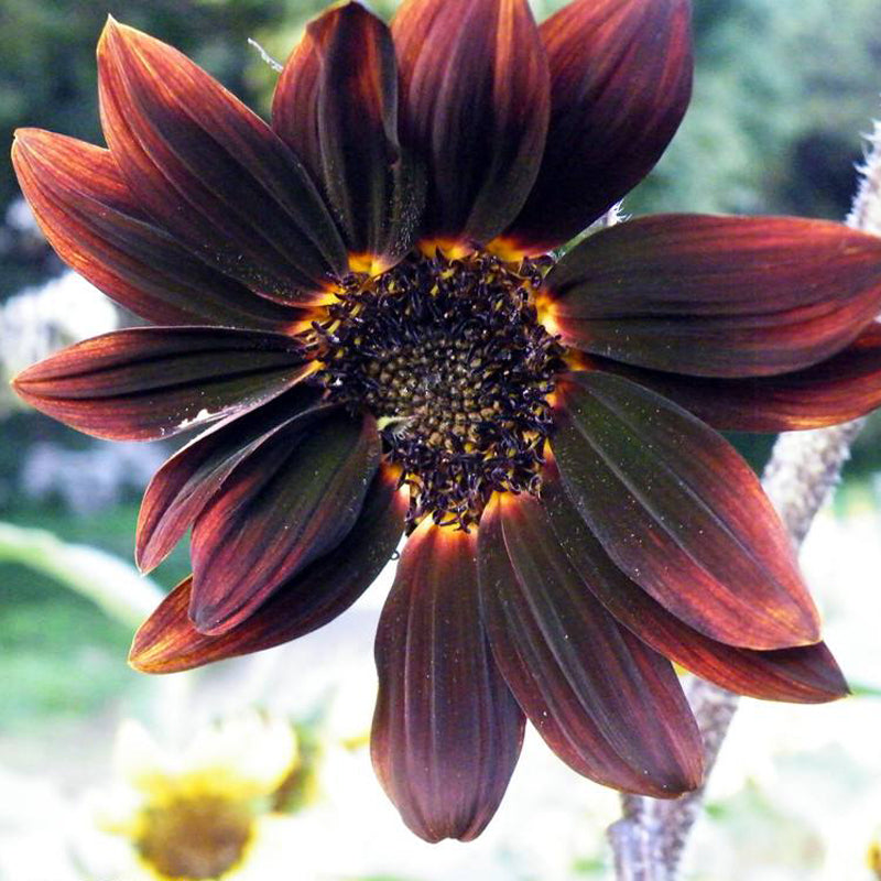 40Pcs Mixed Colored Sunflower Seeds Rare Bonsai Flower Seeds Garden potted Plant