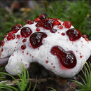 Egrow 100pcs/Bag Honey Mushroom Seeds Special Mushroom Seeds Edible Health Vegetable Mushroom Seeds