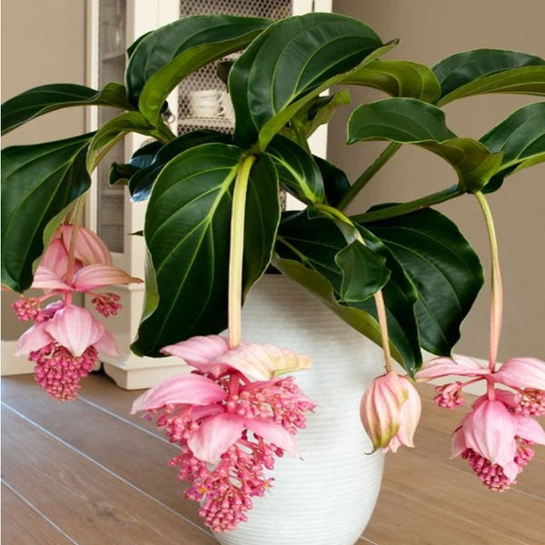 Egrow 100Pcs/Pack Medinilla Magnifica Flower Seeds Beautiful Bonsai Plants For Home Garden Decor
